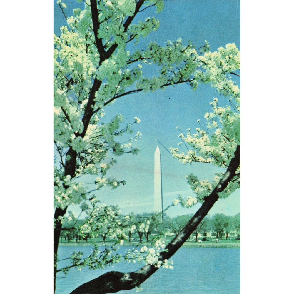 Washington Monument Cherry Blossoms Vintage Postcard Prince Litho PE-9 DC